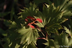 Acer Shirasawanum Aureum - Herbst