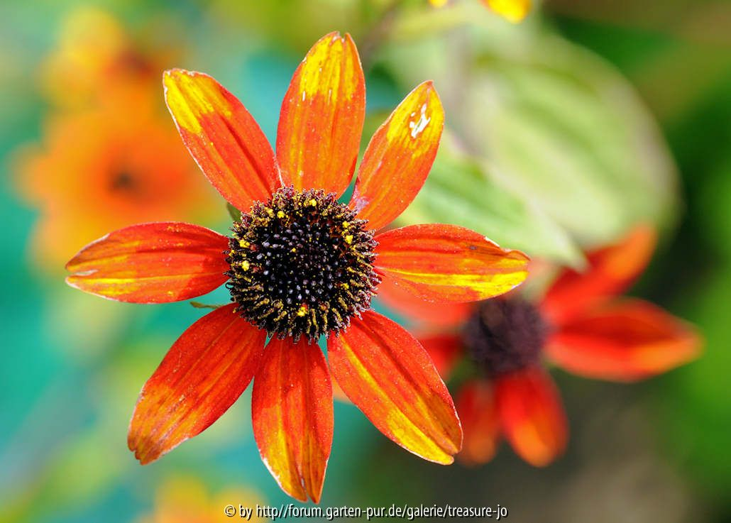 Rudbeckia triloba rot