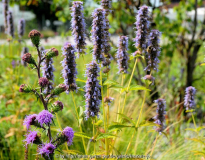 Liatris aspera Agastache Blue Fortune