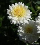 Chrysantheme 2010