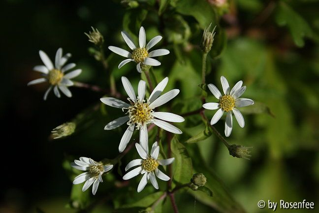 kleine Aster 