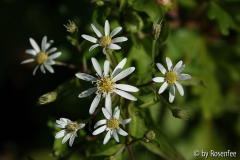 kleine Aster 