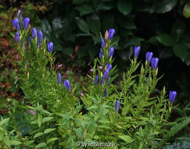 vmtl. Lungenenzian (Gentiana pneumonanthe); Kultivar 