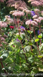 Ein Blick ins Staudenbeet