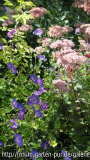 Sedum mit Rozanne
