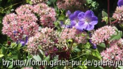 Sedum mit Rpzanne2