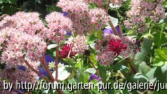Sedum mit Knautia