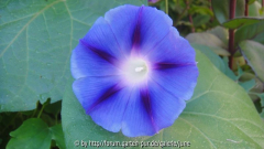 Ipomea Star of Yelta