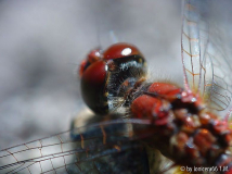 Libelle