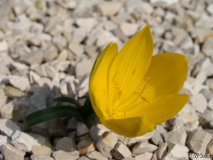 Sternbergia sicula (1).JPG