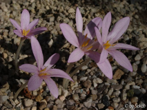 Colchicum sfikasianum.JPG