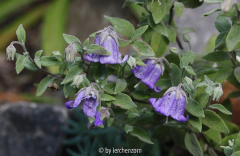 Glockenblume (Campanula cashmeriana)
