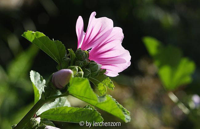 Malve (Malva sylvestris 