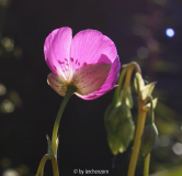 Cisanthe grandiflora