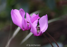 Europäisches Alpenveilchen (Cyclamen purpurascens)