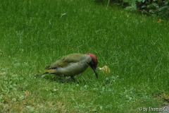 Grünspecht 5