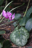 Europäisches Alpenveilchen (Cyclamen purpurascens)