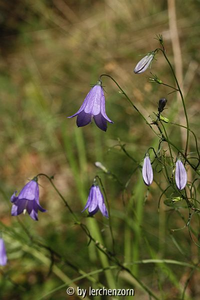 Rundblättrige Glockenblume (Campanula rotundifolia)