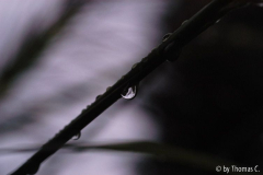 Herbsttropfen