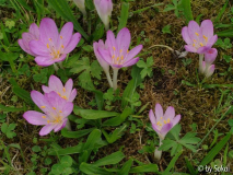 Colchicum cilicicum.JPG