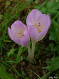 Colchicum byzantinum.JPG