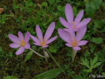 Colchicum autumnalis.JPG