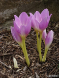 Colchicum bornmuelleri (1).JPG