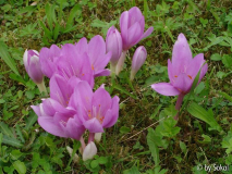 Colchicum giganteum.JPG