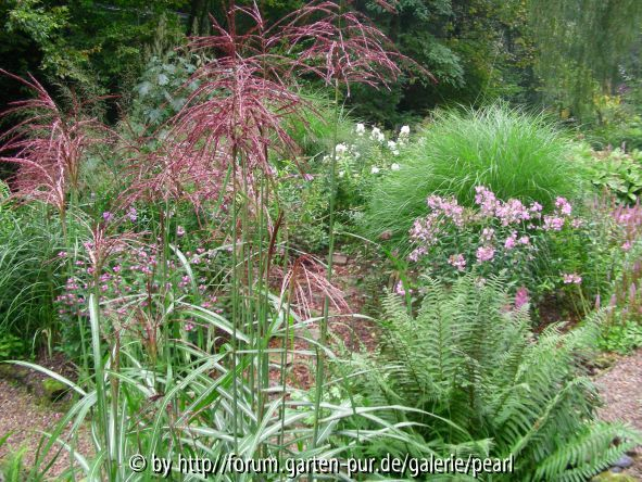 RS Miscanthus vor ___ 1