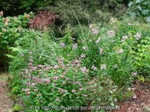 RS Miscanthus hinter ___