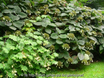 RS Kirengeshoma vor Hydrangea aspera 2