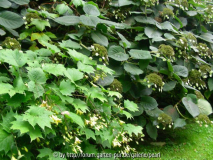 RS Kirengeshoma vor Hydrangea aspera 1