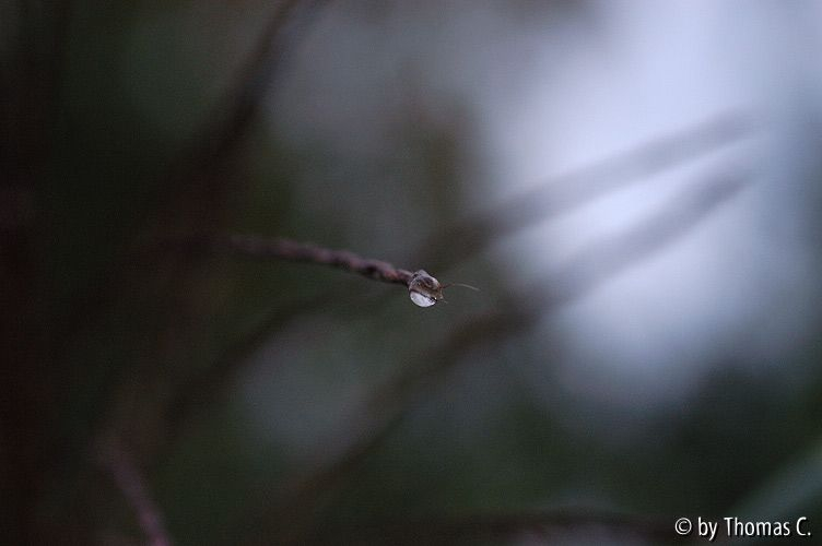 Herbsttropfen