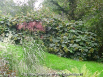 RS Miscanthus vor Hydrangea aspera