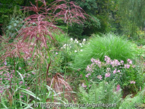 RS Miscanthus vor ___ 2