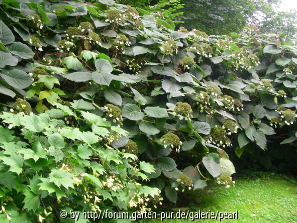 RS Kirengeshoma vor Hydrangea aspera 3
