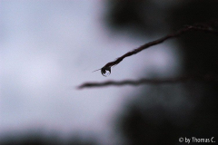 Herbsttropfen