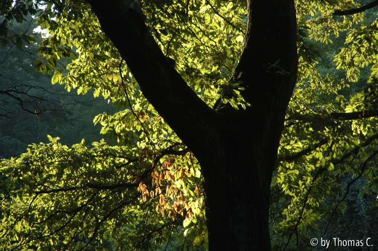 Herbstlicht