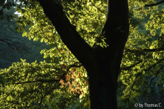 Herbstlicht