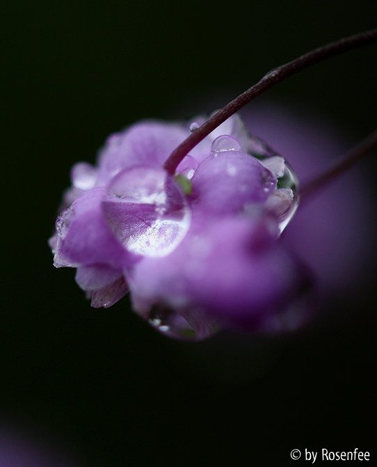 Tropfen - Wiesenraute