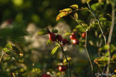 Herbstlicht