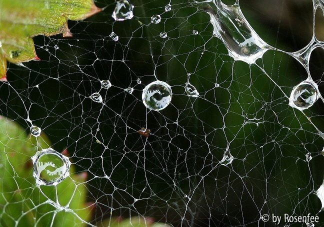 Spinnennetz
