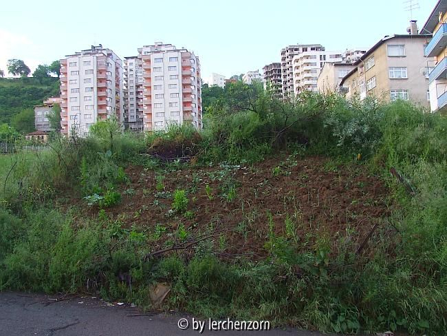 Orientalische Hortoguerilla in Trapezunt (Trabzon)