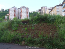 Orientalische Hortoguerilla in Trapezunt (Trabzon)