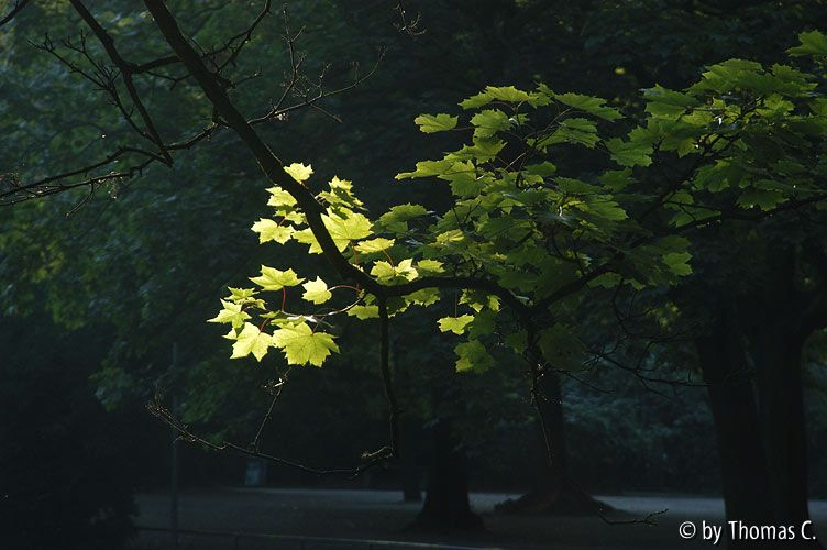 Herbstlicht