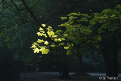 Herbstlicht