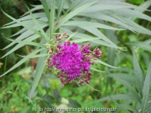 Vernonia
