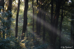 Herbstlicht
