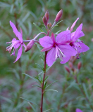 Epilobium