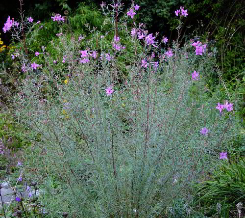 Epilobium